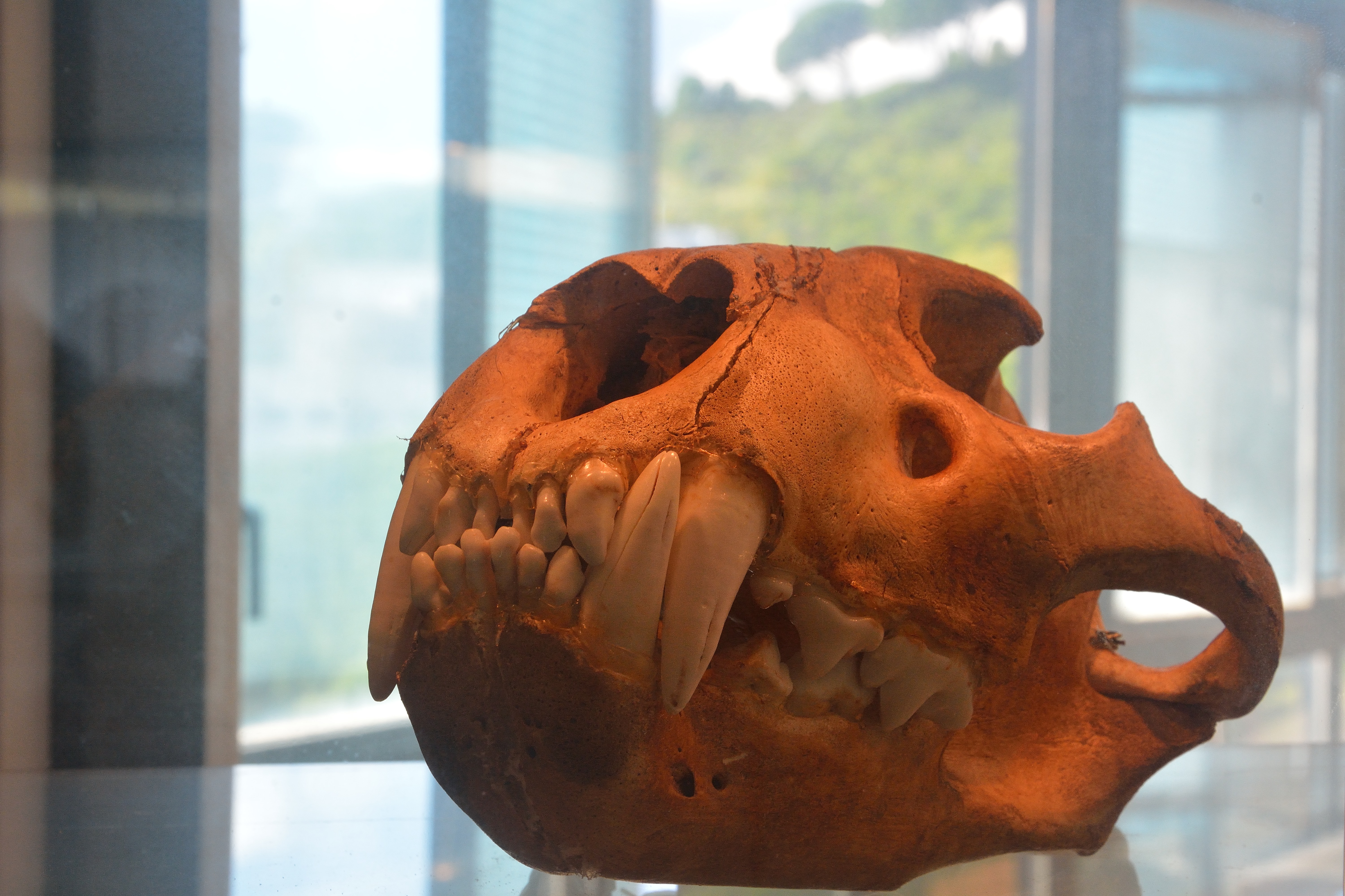 Cranio di Panthera leo