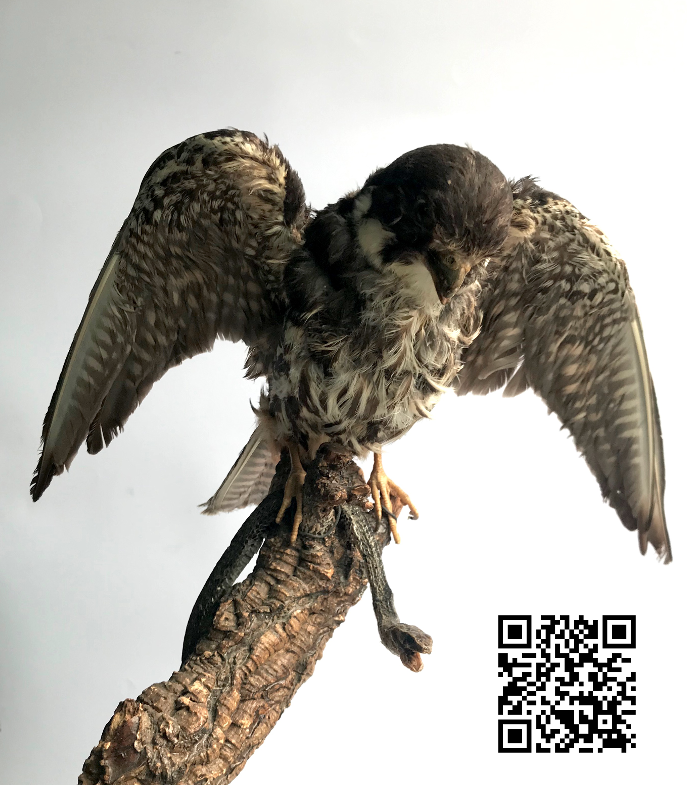 Falco della Regina