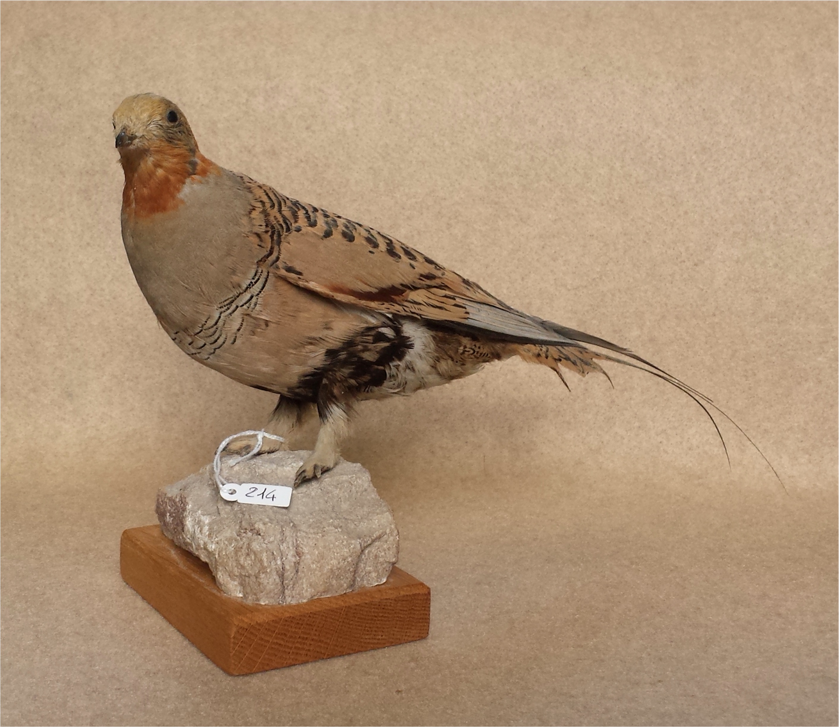 Syrrhaptes paradoxus