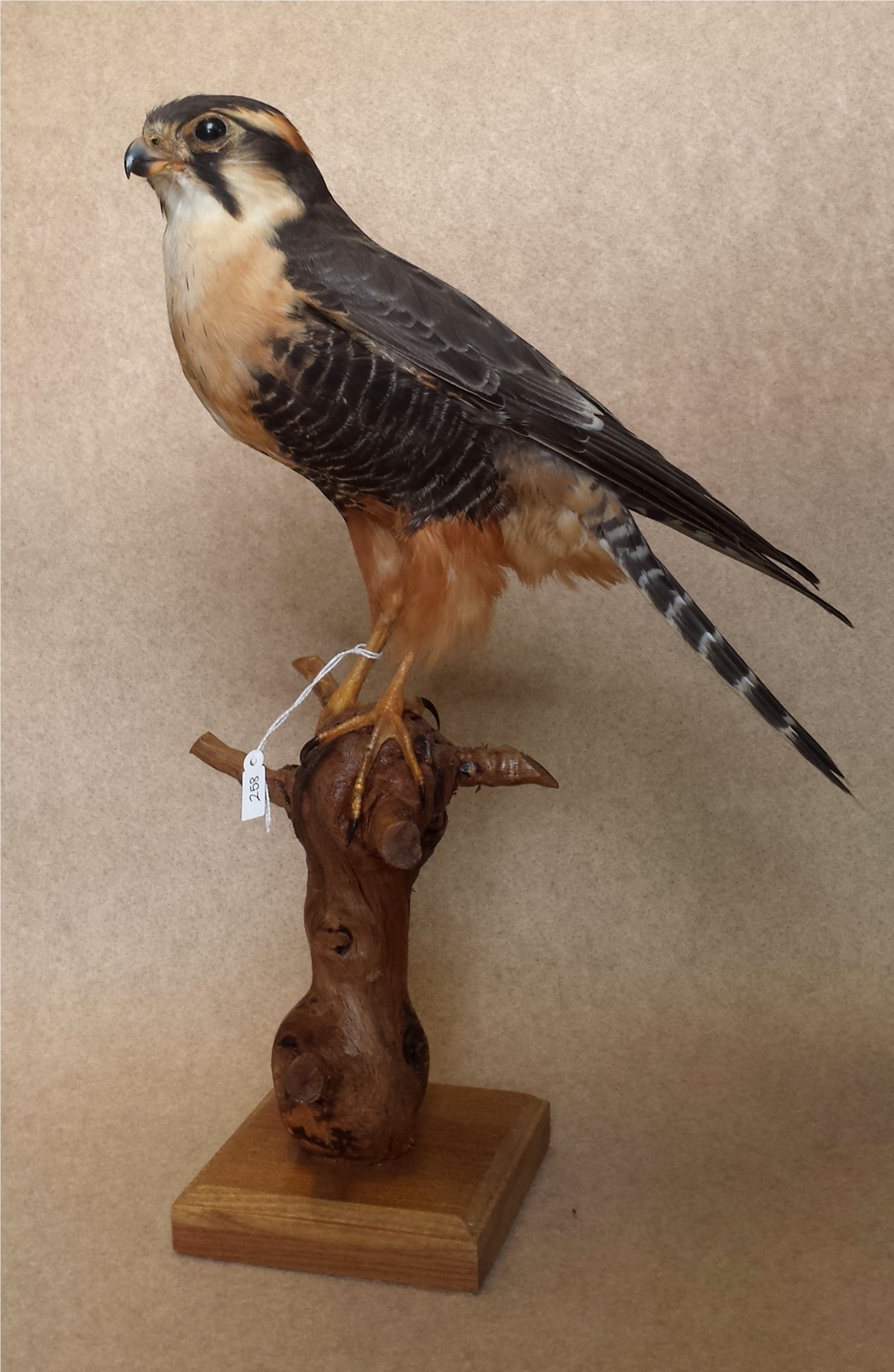 Falco femoralis