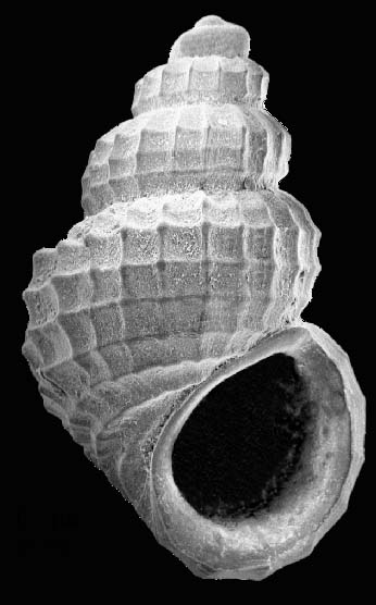 Alvania lineata
