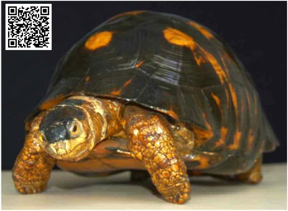 Testuggine raggiata