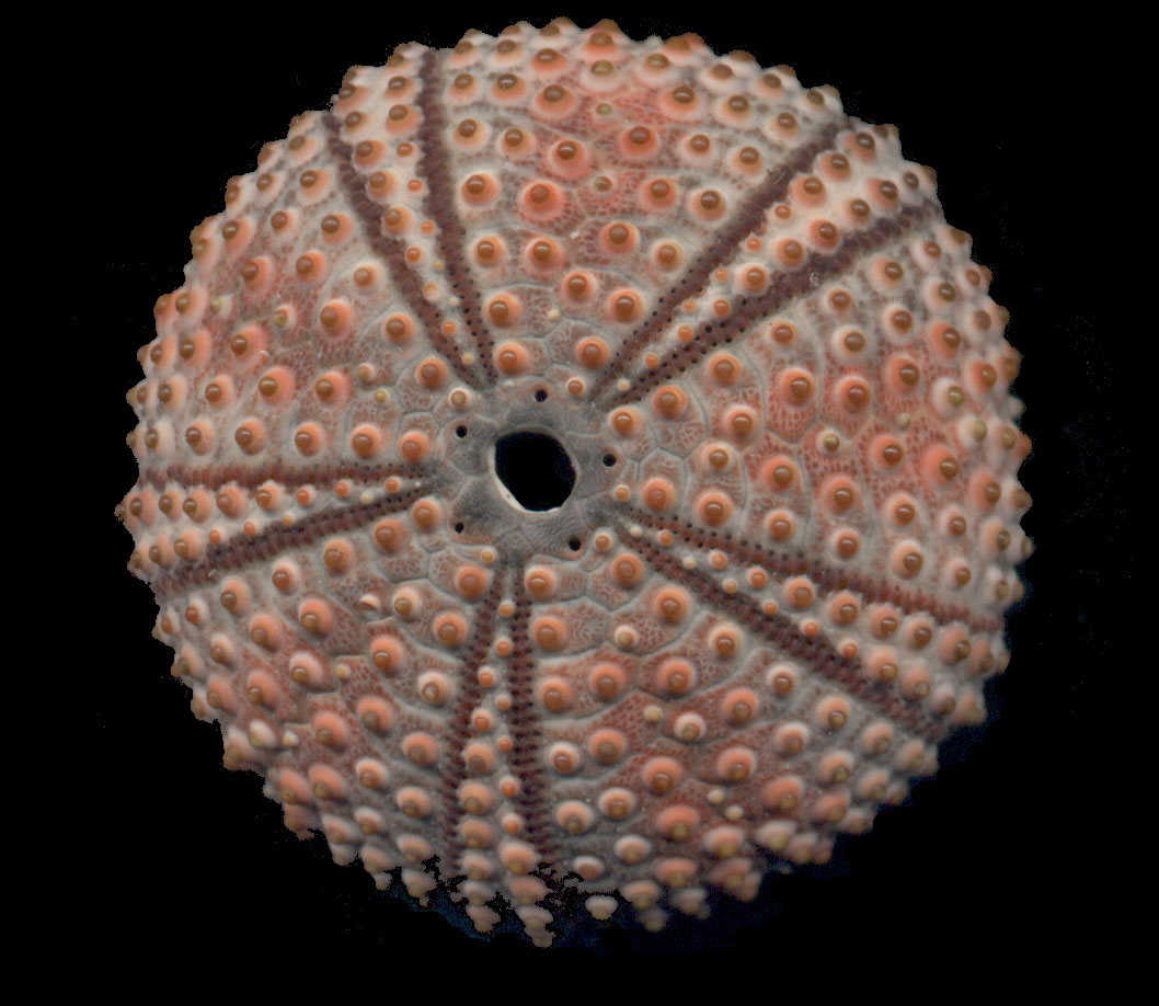 Arbacia lixula
