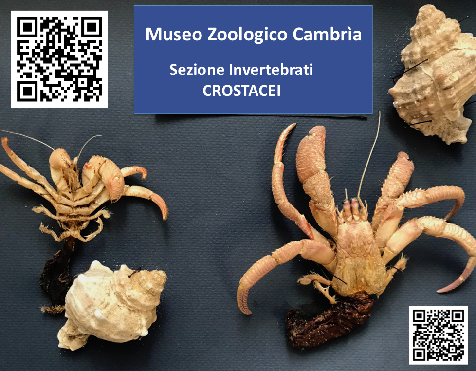 Diogenidae