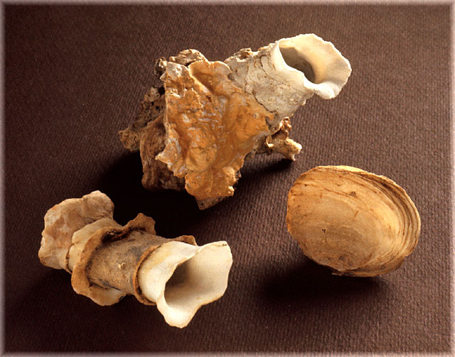 Clavagella aperta