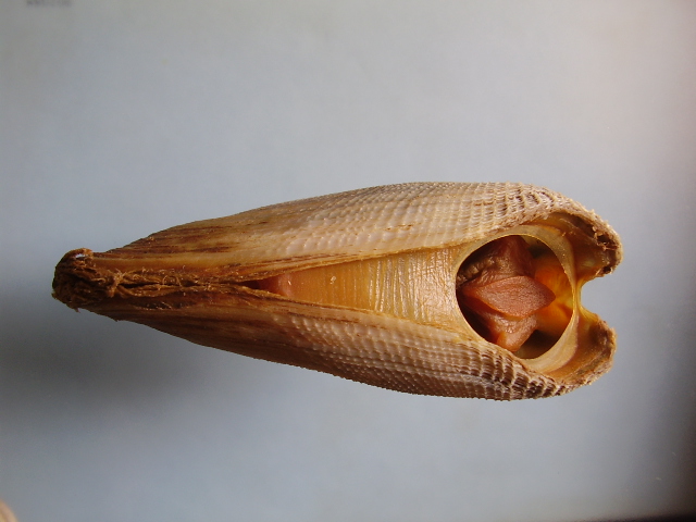 Pholas dactilus
