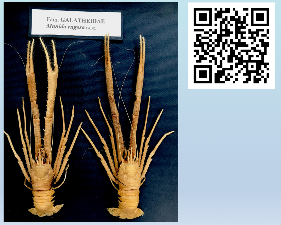 Galatheidae