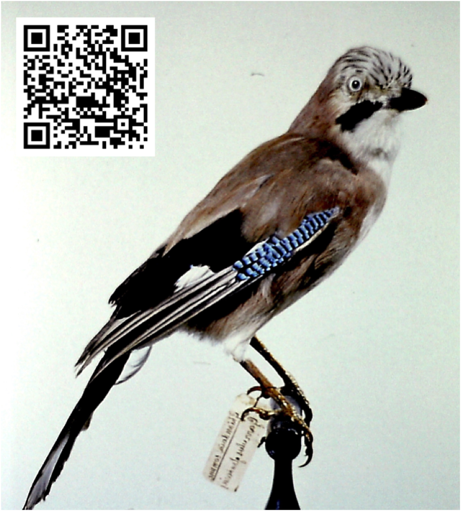 Ghiandaia