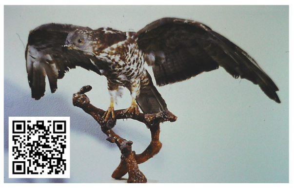 Falco Pecchiaiolo