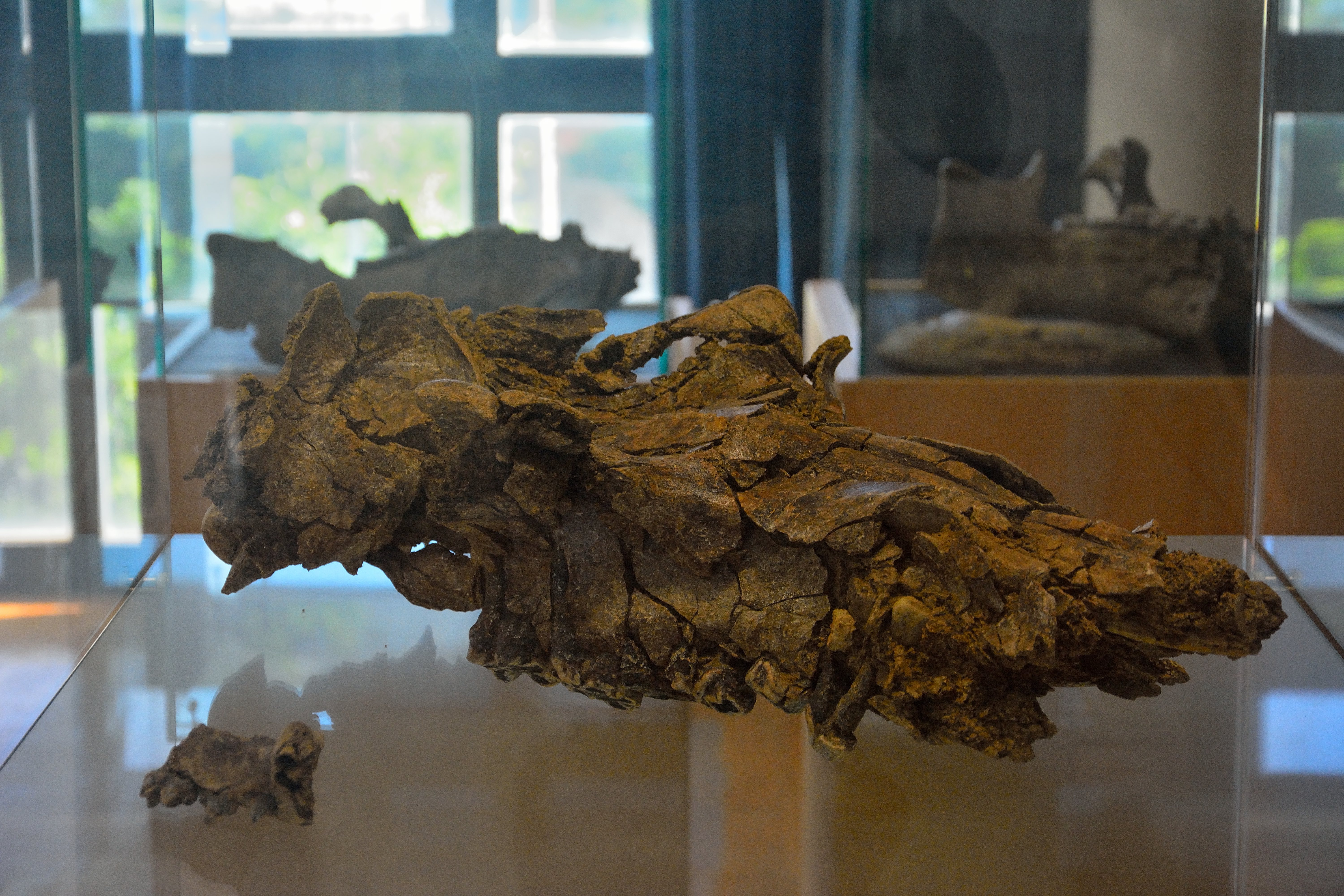 Cranio di Hippopotamus pentlandi fossile proveniente dagli scavi della grotta di S. Teodoro