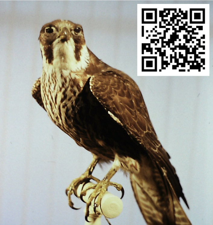  Falco