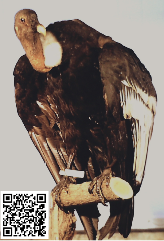 Condor
