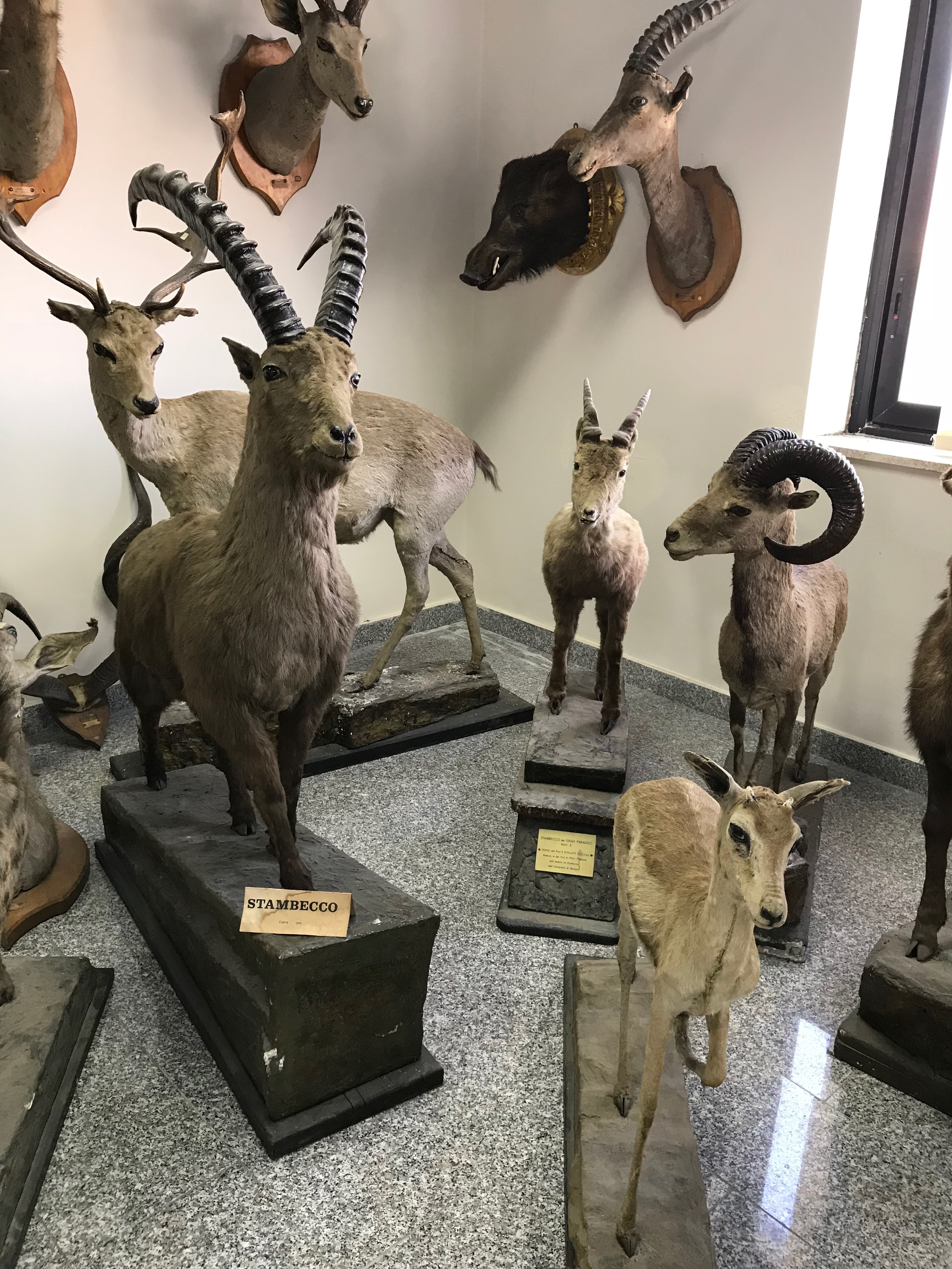 Collezione Mammiferi