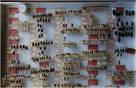 Museo Cambria