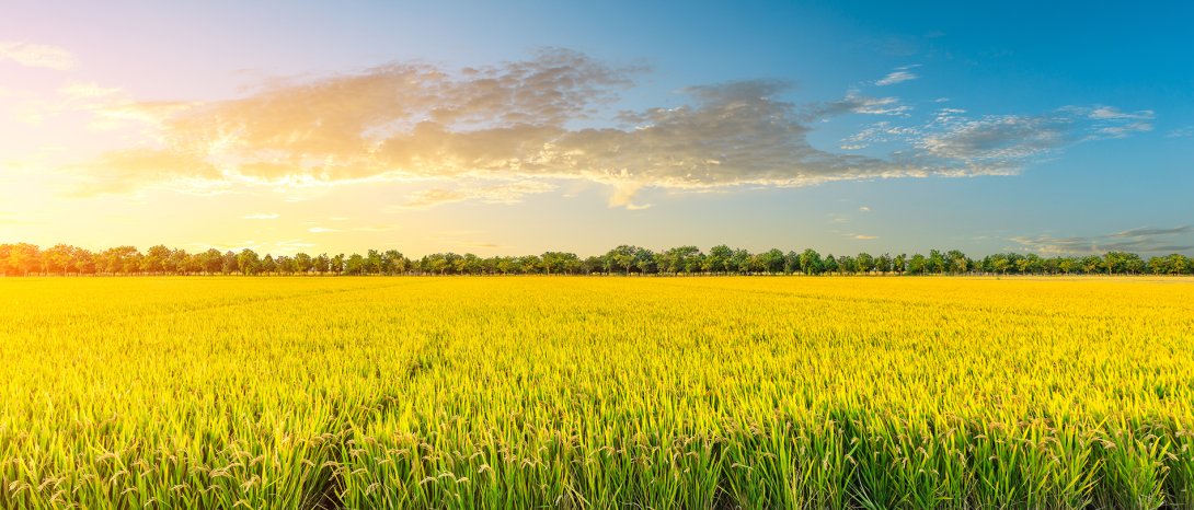 campo di grano