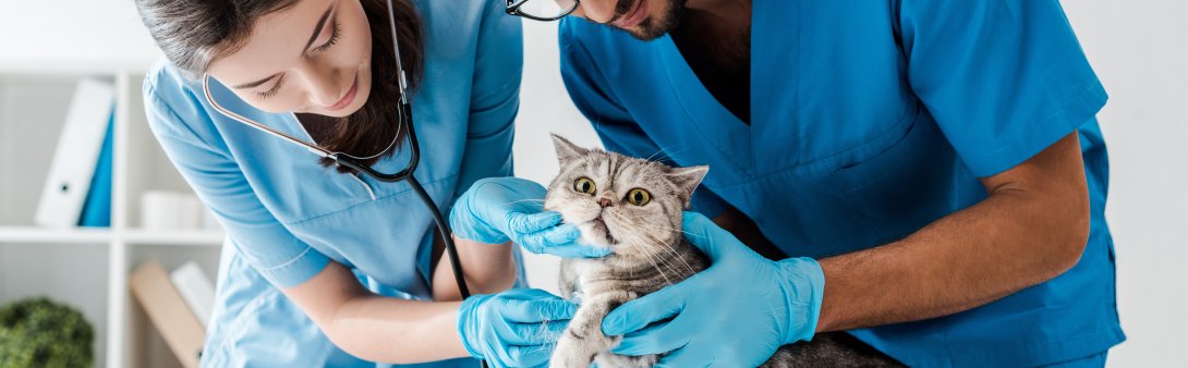 veterinari e gatto